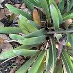 Vriesea platynema Leaf