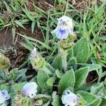 Craterostigma hirsutum Flower