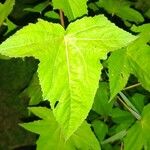 Hibiscus striatus Fulla