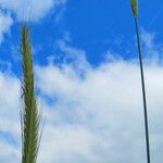 Hordeum bulbosum Flower