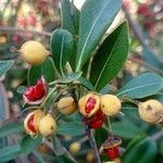 Pittosporum heterophyllum 果実