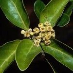 Tinadendron noumeanum 花