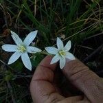 Ornithogalum divergensFlower