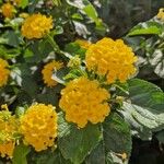 Lantana camaraFlor