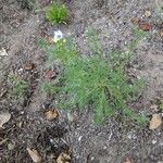 Gilia tricolor Blad