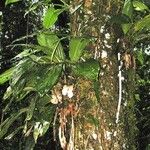 Stanhopea ecornuta Hábito