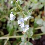 Veronica serpyllifolia Flor