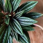 Peperomia caperataLeaf