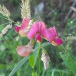 Lathyrus sylvestrisFiore