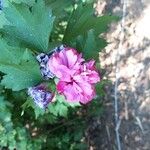 Hibiscus syriacusFlors