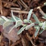 Linum catharticum Habit