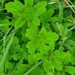 Pelargonium multibracteatum Leaf