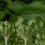 Peucedanum ostruthium Fruit