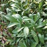 Ruscus hypophyllum Folha