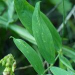 Lathyrus heterophyllus Leaf