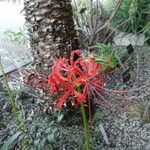 Lycoris radiata Fiore