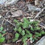 Sedum sexangulare Leaf