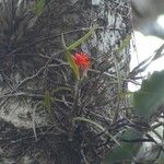 Scaphyglottis bidentata Habit