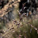 Paramochloa effusa Õis