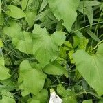 Convolvulus sepium Leaf