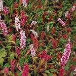 Persicaria maculosaFlor