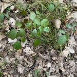 Rubus macrophyllus Blad