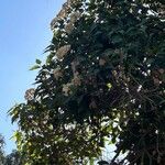 Corymbia ficifolia Cvet