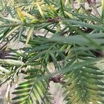 Torreya californica Folha