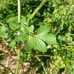 Smyrnium olusatrum Leaf