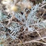 Centaurea paniculata Blad