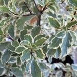 Pittosporum tenuifolium Folha