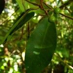 Ardisia liesneri Leaf