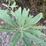 Salix lasiolepis Leaf