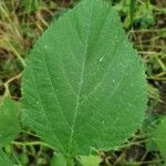 Laportea canadensis Leaf