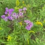 Vernonia noveboracensis Flower