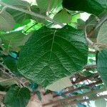 Actinidia deliciosa Hoja