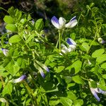 Vicia cypria Hoja