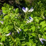 Vicia cypria