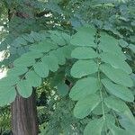 Robinia hispida Hoja