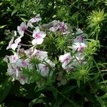 Phlox paniculata फूल