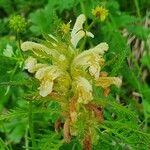 Pedicularis foliosa Flower