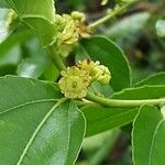 Ziziphus jujuba Flower