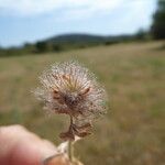 Trifolium cherleri Gyümölcs