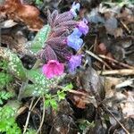 Pulmonaria affinis Квітка