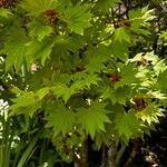 Acer shirasawanum Folha