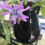 Lactuca perennis Blüte
