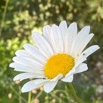 Leucanthemum adustum Blomma