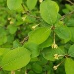 Elaeagnus multiflora Leaf