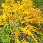 Solidago canadensis Цвят