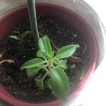 Kalanchoe daigremontiana Blatt